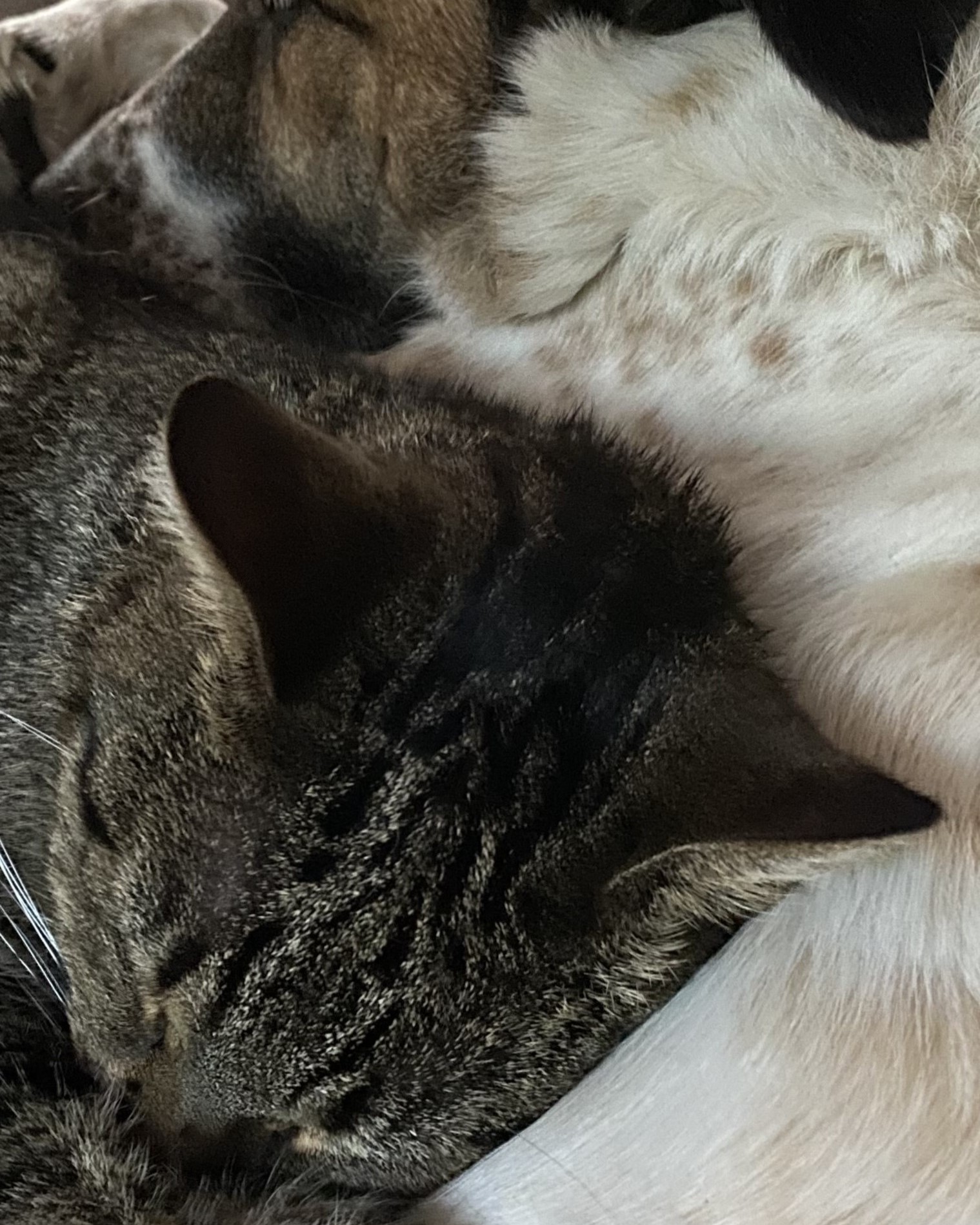 IMG 8864a verschillen